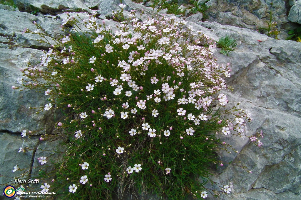 78 Bouquet...di silene.JPG